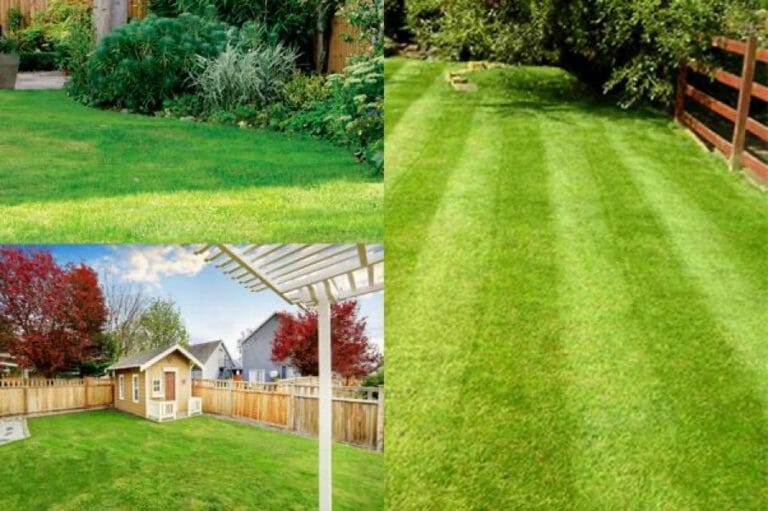 How Much Do Lawn Services Cost? - Price Guide 2021