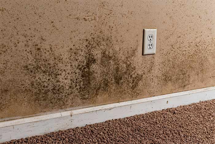 Average-cost-of-basement-mold-removal-wall-with-the-mold