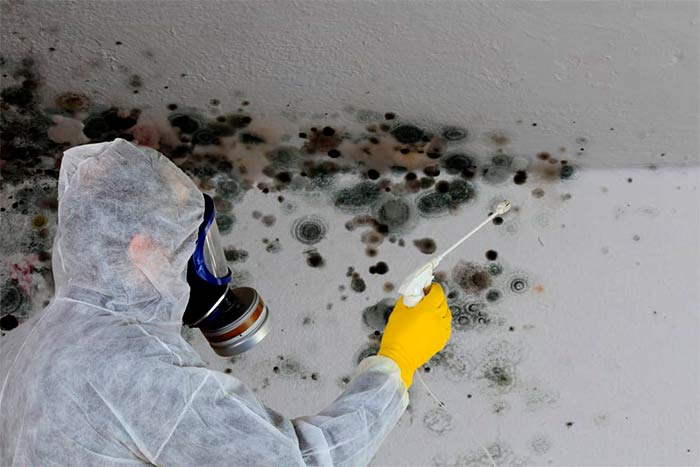 basement mold removal cost and cleaning