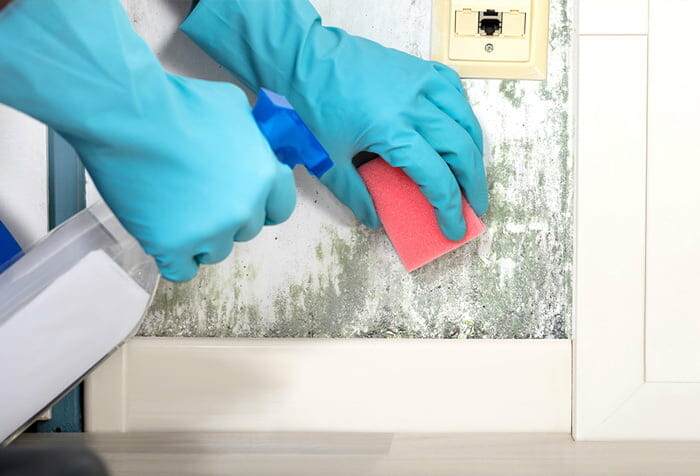 Can you do mold remediation yourself (1)