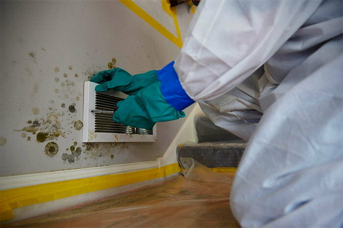 Difference-between-mold-removal-and-remediation-mold-on-the-wall