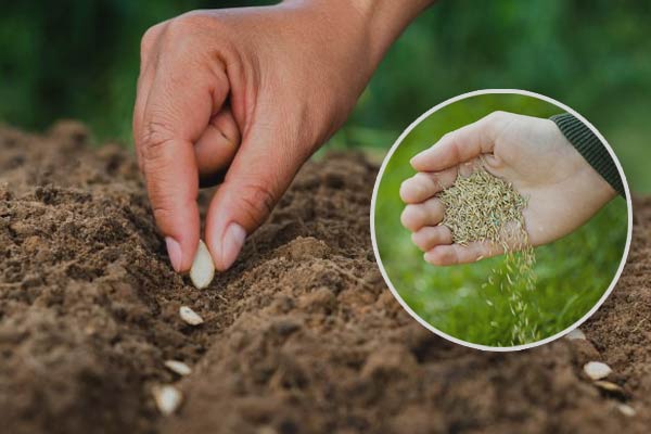 Difference between reseeding and overseeding