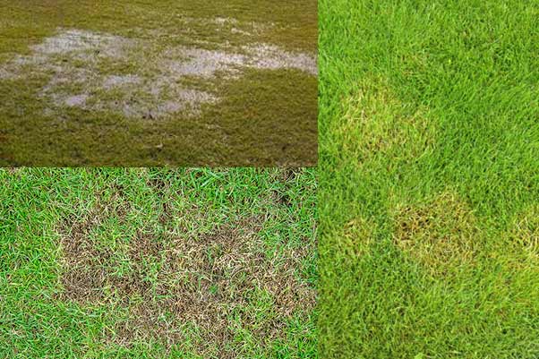 How do I know if my lawn needs aeration