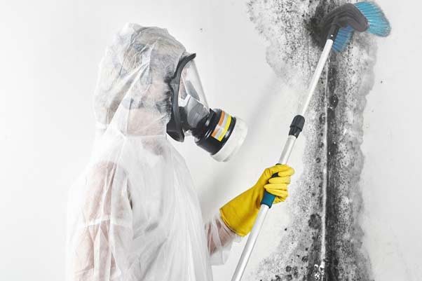 How do professional remove mold?