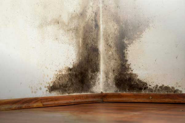 How many mold spores are dangerous