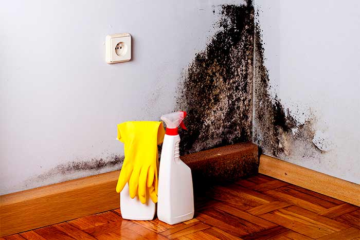 How-much-does-basement-mold-removal-cost
