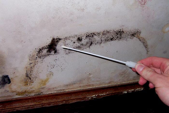 How-much-does-it-cost-to-remove-mold-from-the-basement-laboratory-mold-test