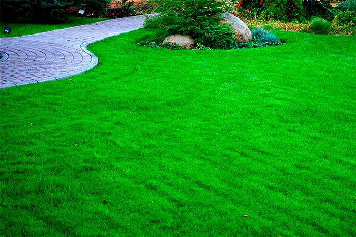 How often should I dethatch a lawn green lawn