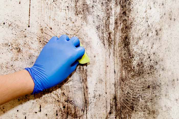 How to get rid of black mold in the basement mold removal
