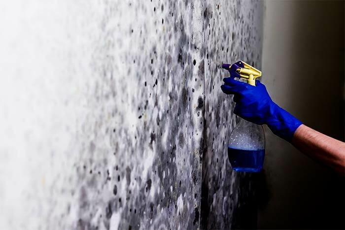 Is-basement-mold-normal-mold-removal
