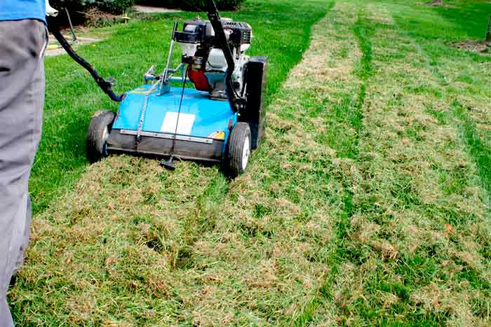 Should I Dethatch before overseeding