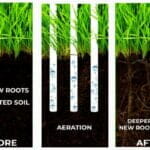What does aeration actually do for your lawn?
