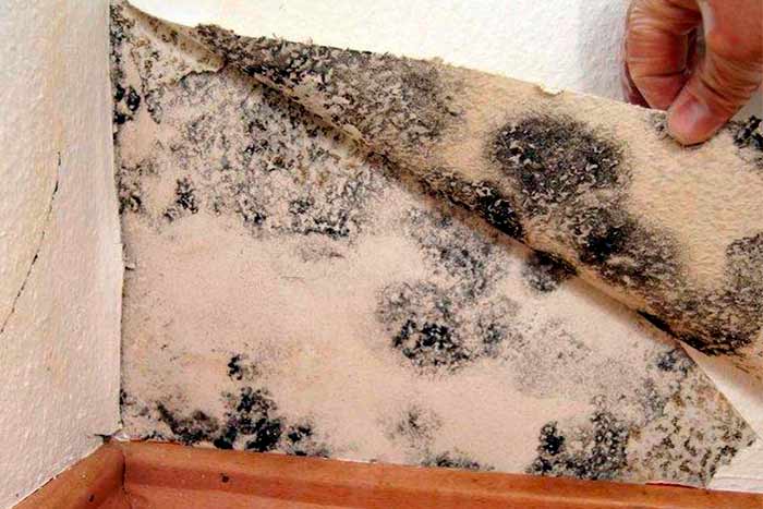 What-does-basement-mold-look-like-mold-under-wallpaper