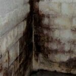 what des basement mold look like?
