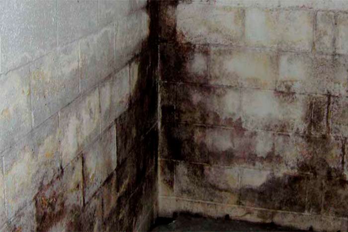 what des basement mold look like?