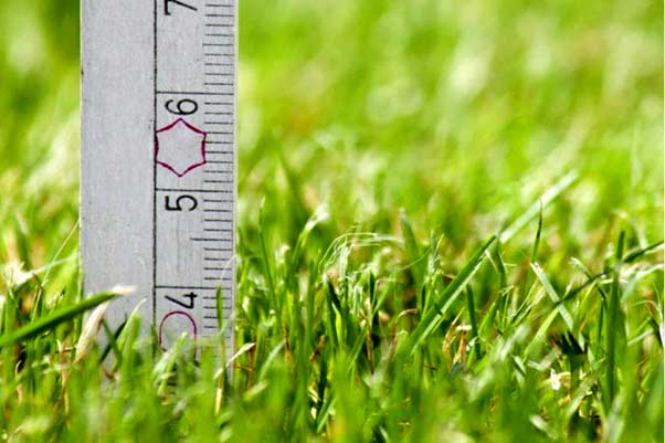 What is the best height for grass