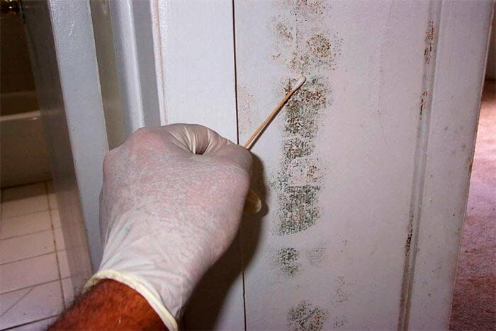 local mold inspection companies