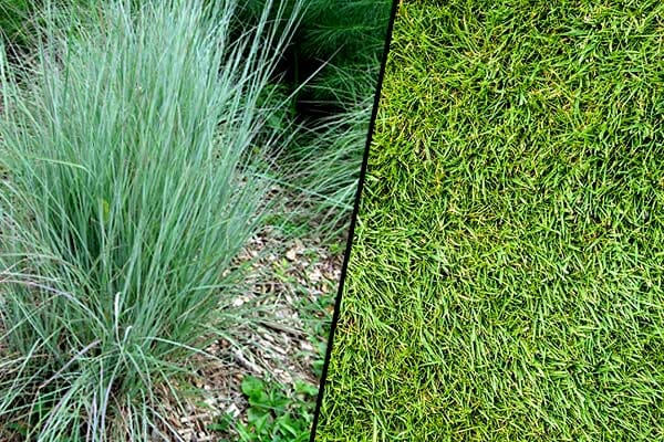 What is the difference between grass and lawn?