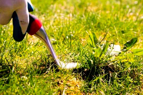 Which Is Best, Weed Killer or Manual Weeding