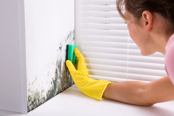 Can you do mold remediation yourself?