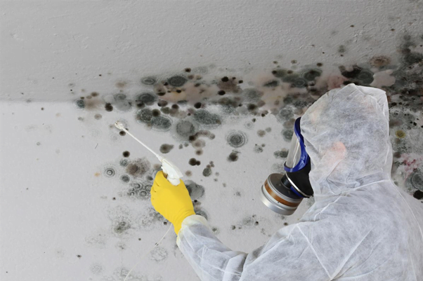 do you really need mold remediation?