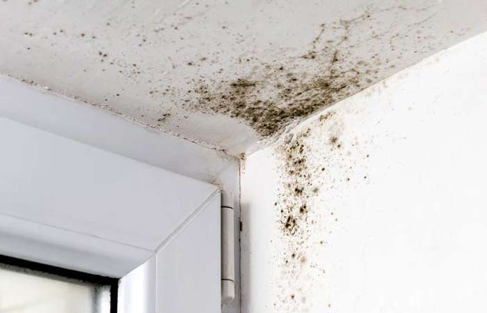 What is mold and what does it look like?