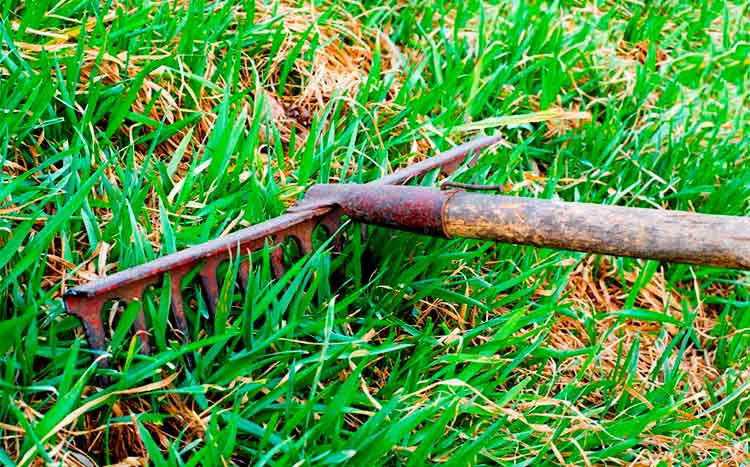 Best ways to dethatch your lawn rake on the lawn