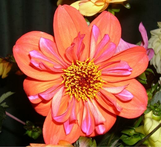 Collarette Dahlias