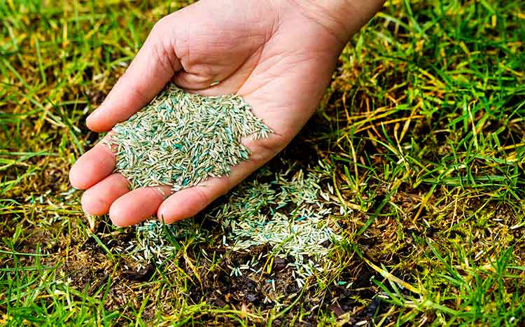 Cost difference between hydroseeding and regular grass seed seeds on the hand