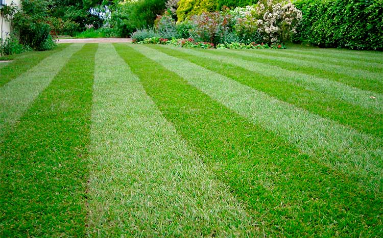 Cost of dethatching by lawn care company big lawn