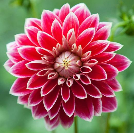 Decorative Dahlias