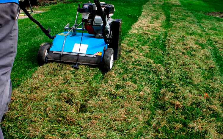 Do You Really Need to Dethatch Your Lawn