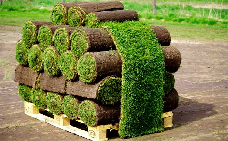 how-much-does-a-pallet-of-sod-cost-2022-price-guide