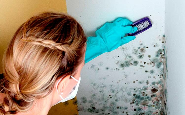 FAQ’s cleaning mold