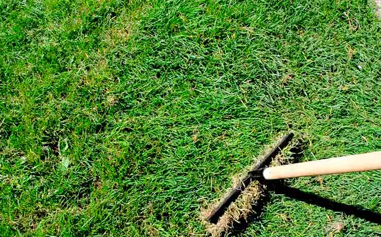 Do You Really Need to Dethatch Your Lawn? - Solved!