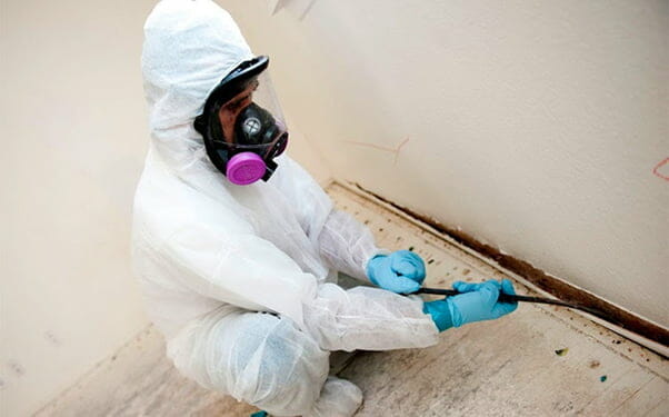 How much does a mold specialist cost