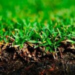 How often to dethatch your lawn cut lawn