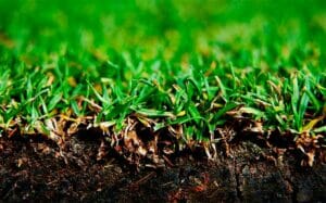 How often to dethatch your lawn cut lawn