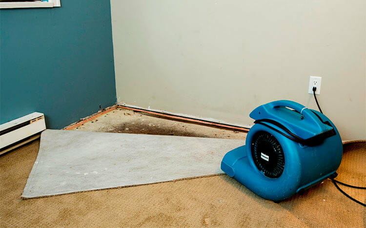How to Get Mold out of Carpet