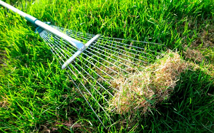 Is Raking as Good as Dethatching rake