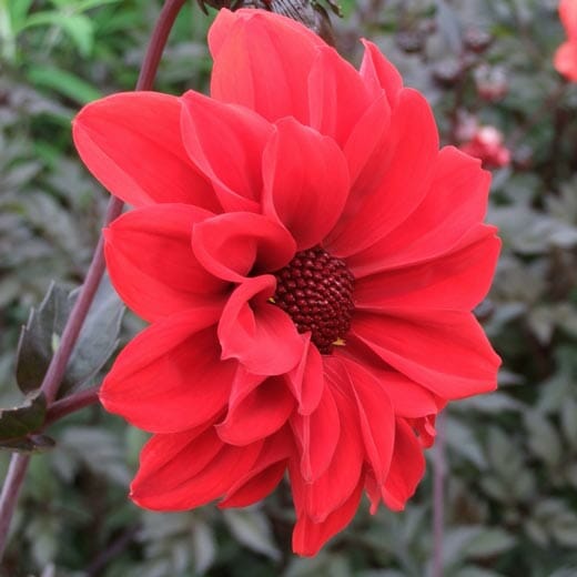 Peony flowered Dahlias