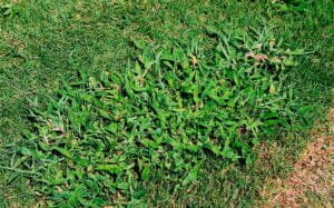 Should I Kill Weeds Before Dethatching lawn
