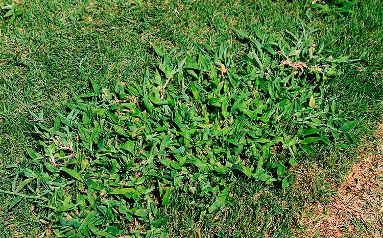 Should I Kill Weeds Before Dethatching lawn