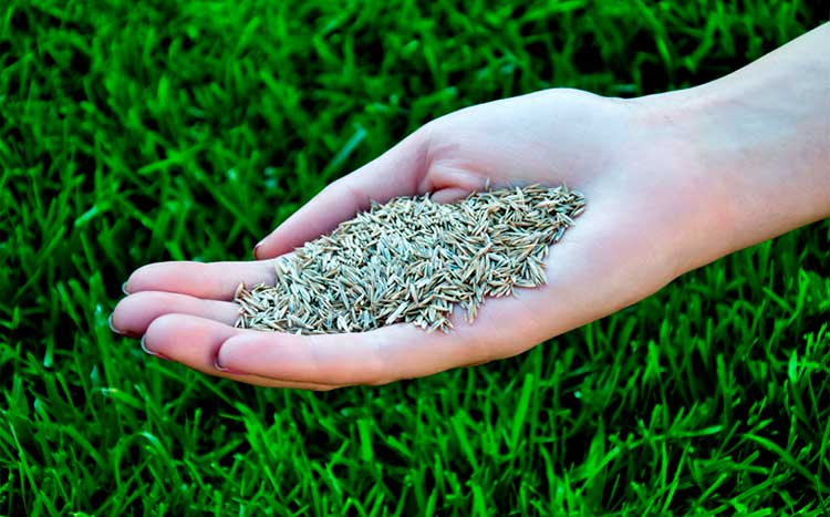 Should I Overseed After Dethatching seeds on the hand