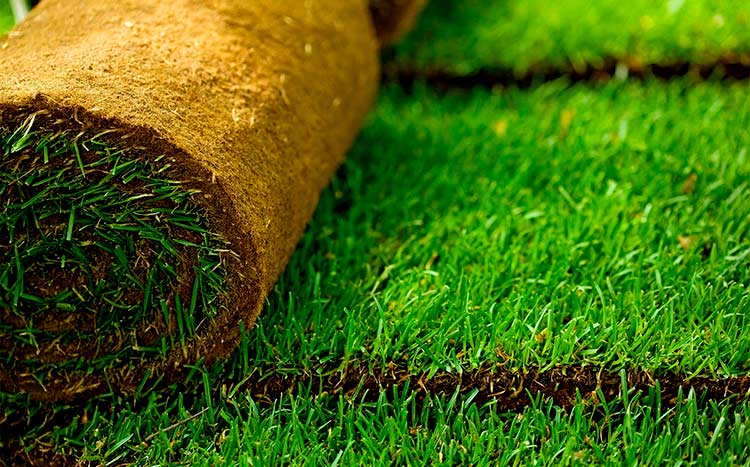 Sod pros and cons the lawn