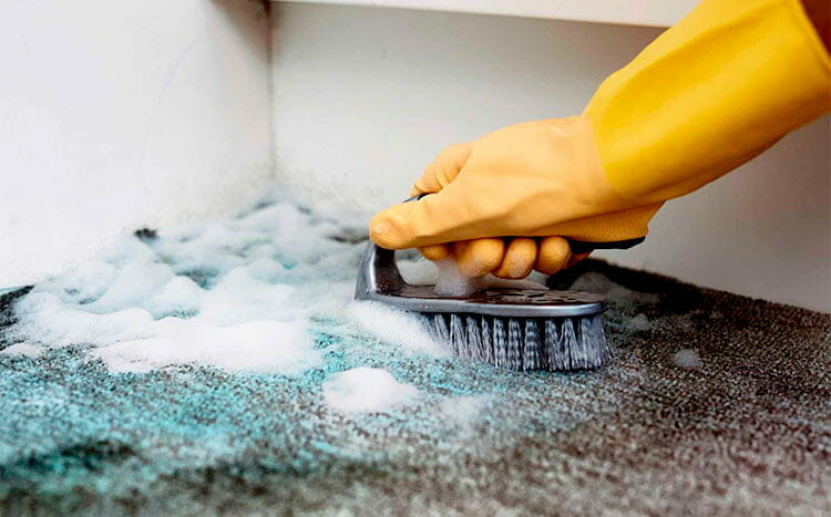 Step 4 Scraping the mold and mildew remove mold from the carpet