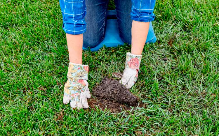 Things to consider when installing sod or hydroseed woman shows the lawn