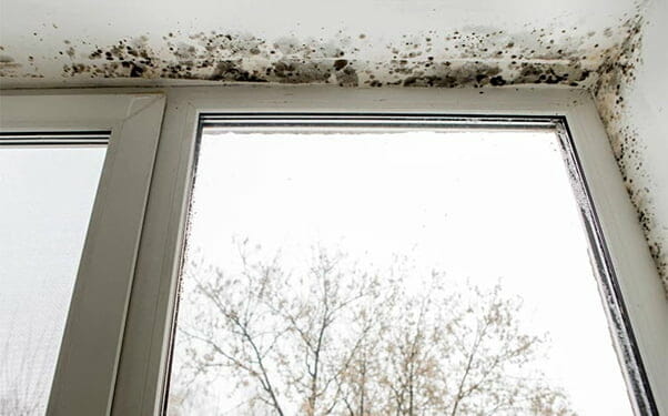 What are the signs of window mold