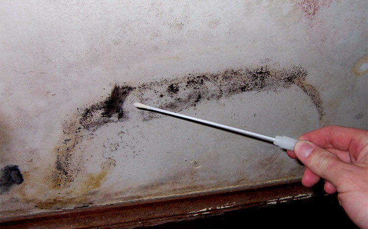 What are the signs that your house has mold mold test