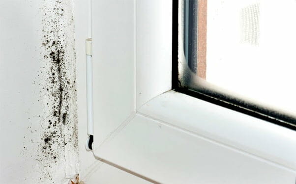What causes mold on windows & trim